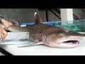 Vietnamese Street Food GIANT 10KG SHARK Cooked Two Ways Vietnam Seafood