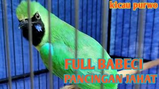 Download lagu BWI FULL BEBECI || MASTERAN CUCAK IJO BANYUWANGI ASLI ALAS PURWO mp3
