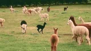 Summer Serenade ~ James Last & Richard Clayderman