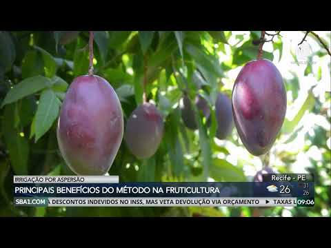 Conheça os benefícios da irrigação por aspersão na fruticultura
