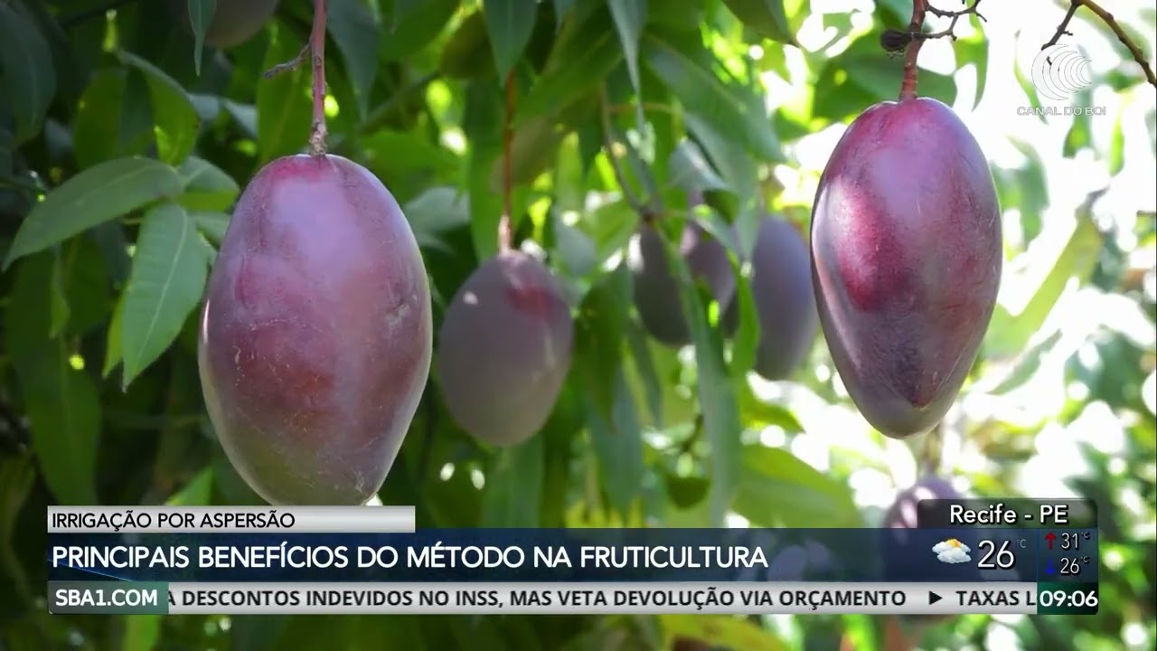 Conheça os benefícios da irrigação por aspersão na fruticultura
