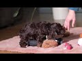 Cockapoo dogs for sale: Leo - Video 1