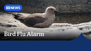 Australia's first possible case of deadly bird flu detected in WA | ABC NEWS