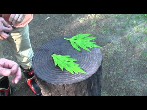 青いトリカブト 植物