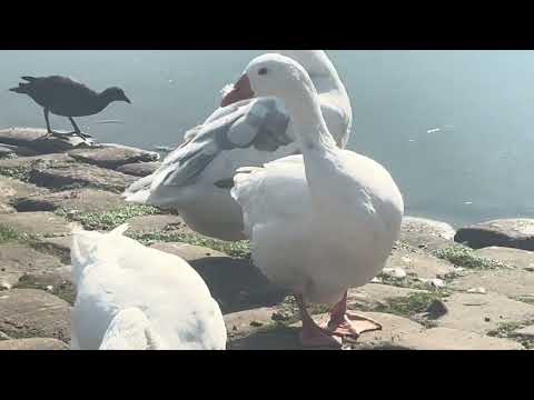 Canada and Embden Geese and Mallard Ducks on Doffcocker Lodge on 30/8/24