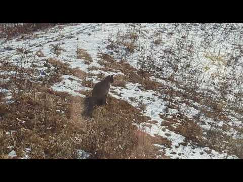 Bobcat in Harrisville