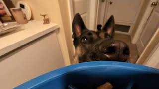 Video preview image #1 German Shepherd Dog-Unknown Mix Puppy For Sale in San Jose, CA, USA