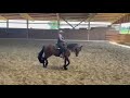 Jument 4 ans – débourrage western –AP (ESP) / Frison