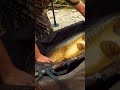 Відео Сумка для зважування Prologic C-Series Retainer & W/Sling X-Large 120 X 55Cm Green/Black