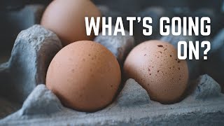 Our Chickens Mysteriously Stopped Laying! | Anyone Else? [Mission to Solve Begins Here and Now]