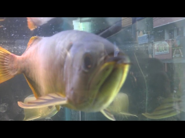 Richest Arowana Fish - Rs 60000/-