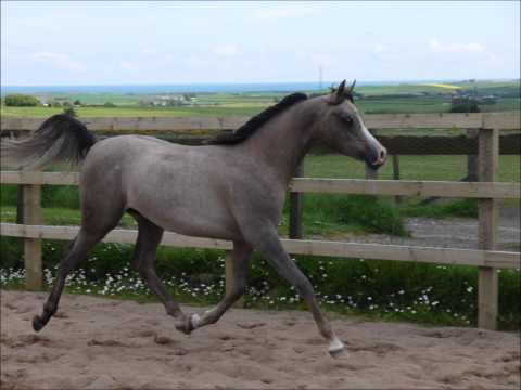 Carradale Arabians 2012