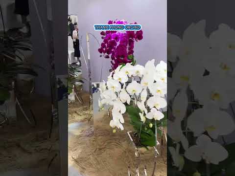 Hằng Lan Orchids
