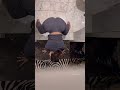 Hips Se Hop Curvygirloutfits Twerking Twerk
