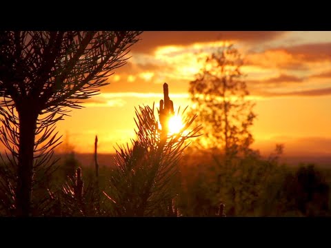 8 Hours Of Deep Sleep | Relaxing Nighttime Nature Sounds For Sleeping