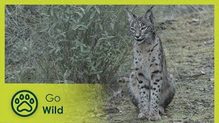 Winter Time | Stories of the Mediterranean Forest 5/6 | Go Wild