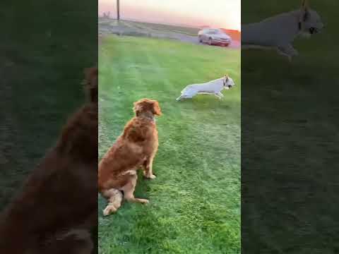 The Most Hilariously Cute Dog#funnydogs#cute#doglover#FunnyCuteDog#AdorablePuppy#FunnyCuteDog