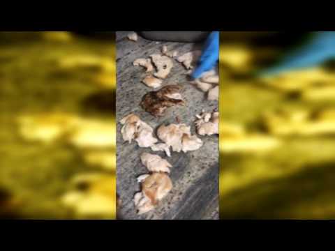 Știre Etv/ 14.07.2017 –RESTAURANTELE DE PE LITORAL, FOCARE DE INFECȚIE