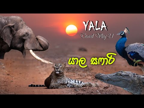 yala safari 2.1 #leopard #elephant Birds