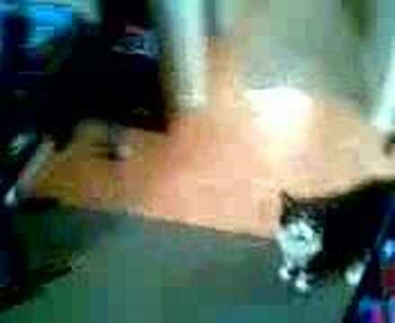 my pussycat sparky likes to eat