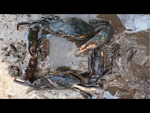 GIANT MUD CRAB Catching | Catching Mud Crab in the Mangroves | Find Giant Mud Crab In Dark Mud