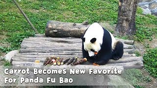Carrot Becomes New Favorite For Panda Fu Bao | iPanda