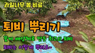 과일나무 감귤에 봄비료로 꽃게배양액으로 만든 생누룩 퇴비를 뿌려주었고 퇴비 뿌리는 방법에 대하여 이야기해보았…