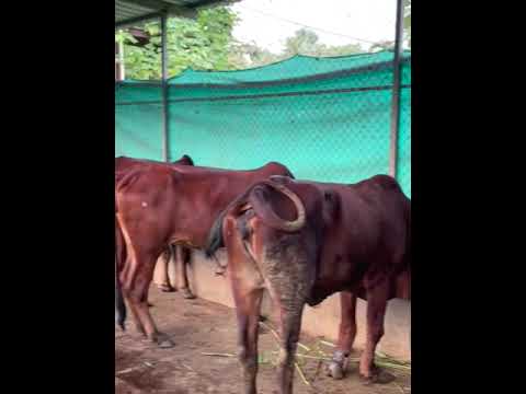 Virohaa City - Cottages