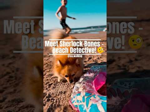 #sherlockbones : The #blacksea Mystery | #funny dog at the #beach 🐾🌊 #shorts