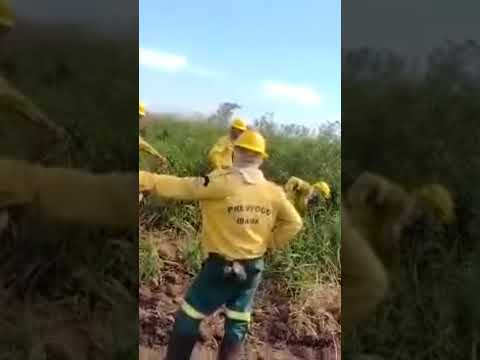 Pantanal Poconé MT combate