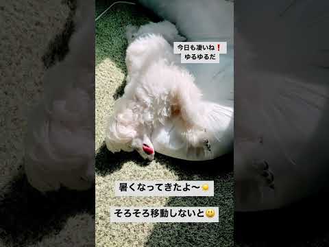 青舌犬:品種と特徴