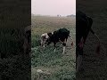 Real Sex Video Desi