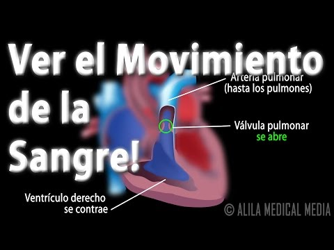 La Circulación Sanguínea a Través del Corazón, Animación. Alila Medical Media Español.