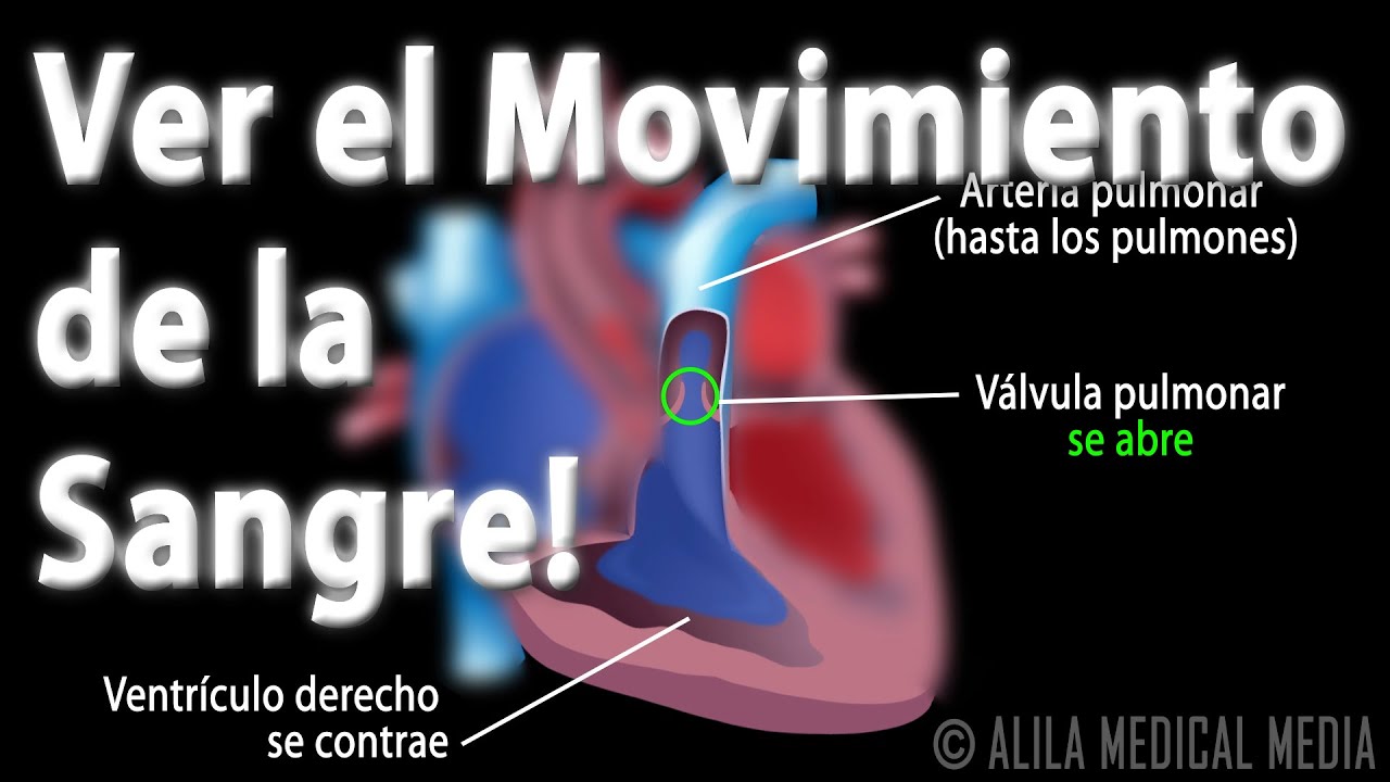 La Circulación Sanguínea a Través del Corazón, Animación. Alila Medical Media Español.