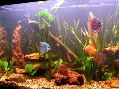 Stunning 100 Gal Discus Fish Tank (Aquarium)