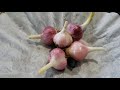 Killarney Red Hardneck Garlic