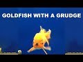 Goldfish With A Grudge Song A Day 3979