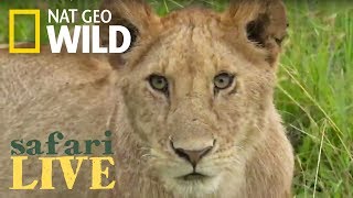 Safari Live - Day 92 | Nat Geo Wild by Nat Geo WILD