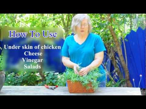 download lagu mp3 mp4 Where To Buy Fresh Tarragon, download lagu Where To Buy Fresh Tarragon gratis, unduh video klip Where To Buy Fresh Tarragon