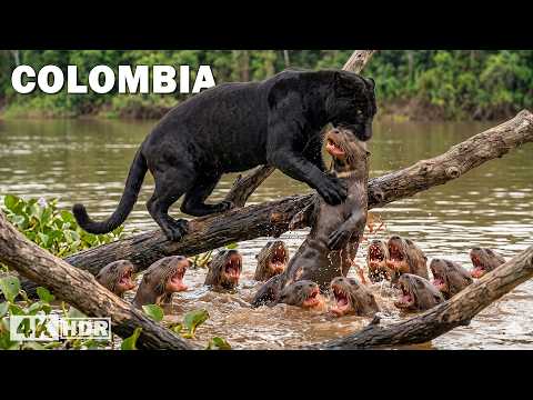 Hidden Predators in the Wildest Jungle