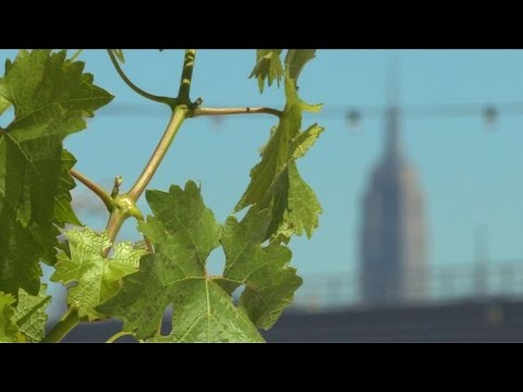 First ‘rooftop vineyard’ opens in New York City