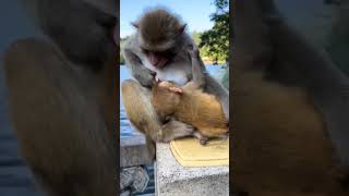 Download lagu Ibu monyet yang sedang menyusui 🙉🙉 #animals #youtubeshorts #shorts #monkey #funnyshorts #funnyvideo mp3 Download lagu Ibu monyet yang sedang menyusui 🙉🙉 #animals #youtubeshorts #shorts #monkey #funnyshorts #funnyvideo mp3