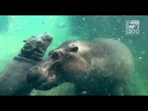Hippo Fritz First Year Highlights - Cincinnati Zoo