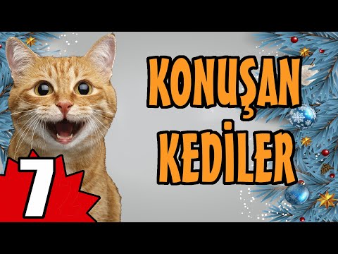 Konuşan Kediler 7 - En Komik Kedi Videoları