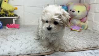 ハーフ犬の動画01