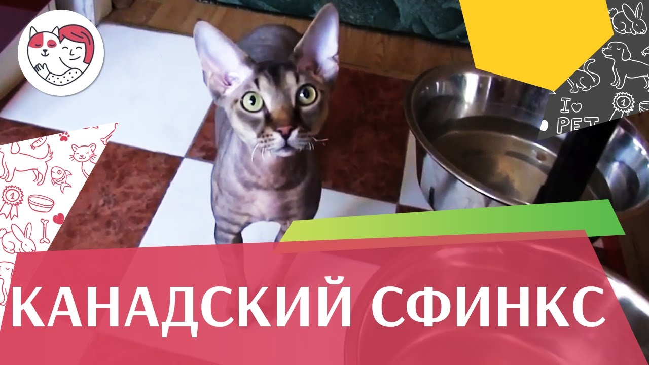 5 особенностей ухода за золотистым ретривером