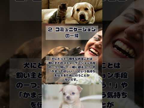 なぜ犬は私たちをなめるのでしょうか?