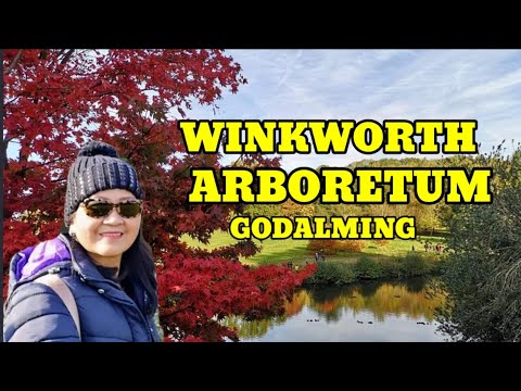 PUNO NA KULAY DILAW AT PULA? TARA!