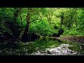 FOREST RIVER SOUNDS BEAUTIFUL BIRDSONG RELAXING NATURE SOUNDS With GoodMorningBirds
