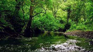 Download lagu FOREST RIVER SOUNDS, BEAUTIFUL BIRDSONG, RELAXING NATURE SOUNDS with @GoodMorningBirds mp3 Download lagu FOREST RIVER SOUNDS, BEAUTIFUL BIRDSONG, RELAXING NATURE SOUNDS with @GoodMorningBirds mp3
